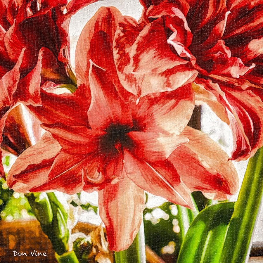 Red Amaryllis Photograph by Don Vine