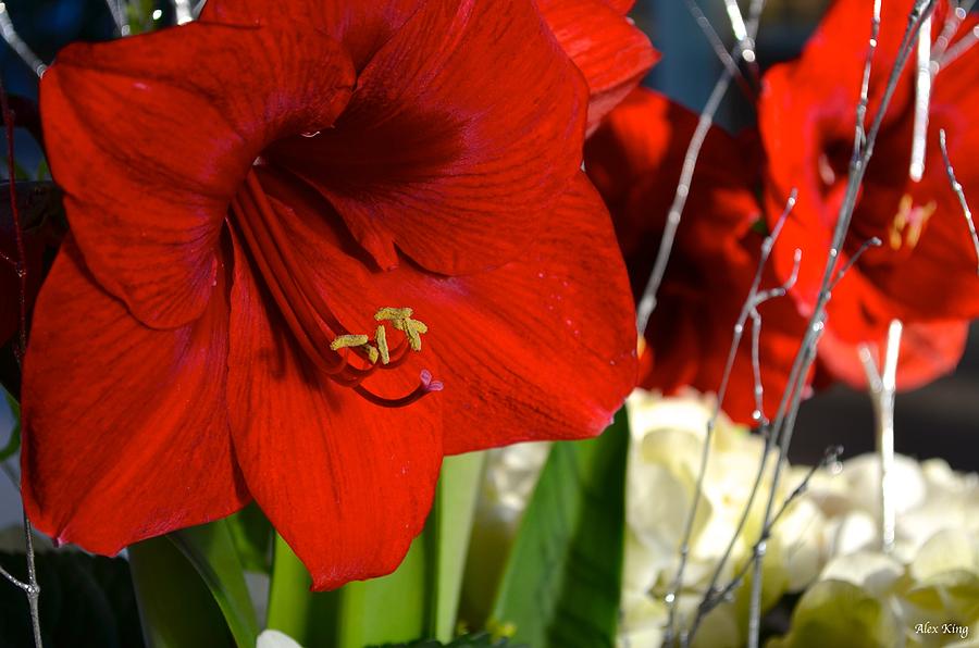 Red Amaryllis flower Photograph by Alex King