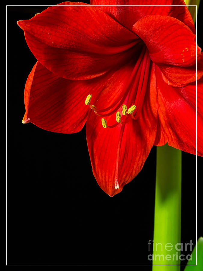 Flowers Still Life Photograph - Red Amaryllis Flower by Edward Fielding