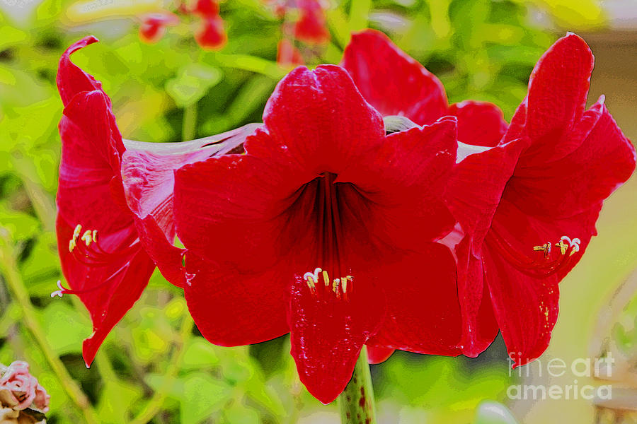 Red Amaryllis Flower Photograph by Luana K Perez