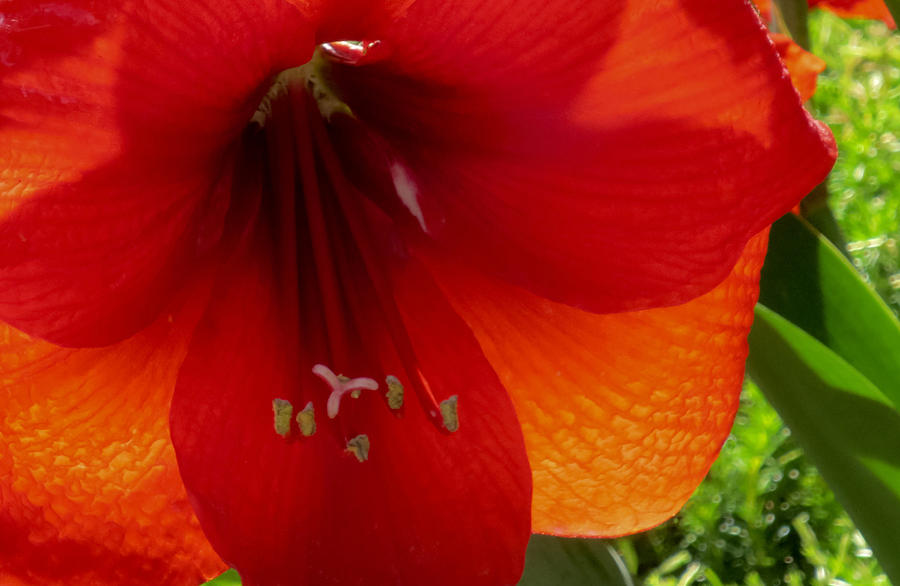 Red Amaryllis Flower Photograph by Tony Grider