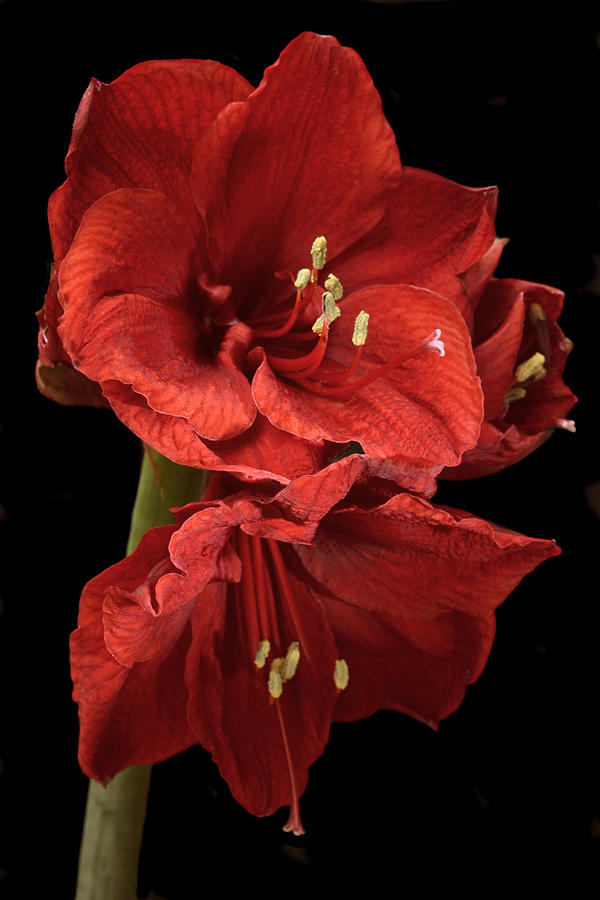 Red Amaryllis. Photograph by Terence Davis