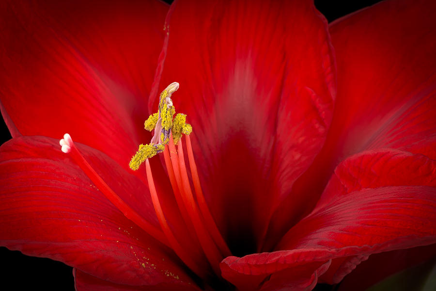 Red Amaryllis Photograph - Red Amaryllis by Yasar Ugurlu