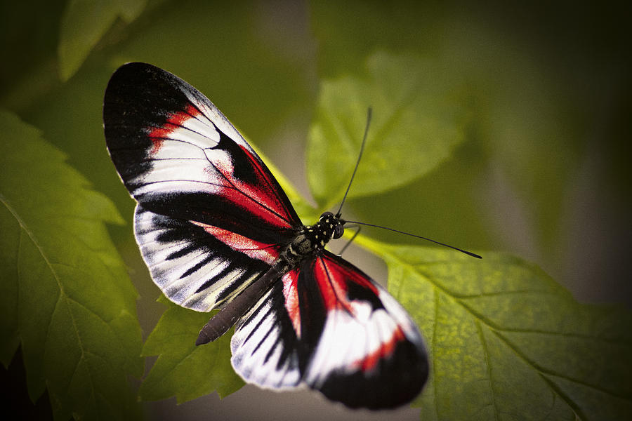 Red And Black Photograph by Bradley R Youngberg