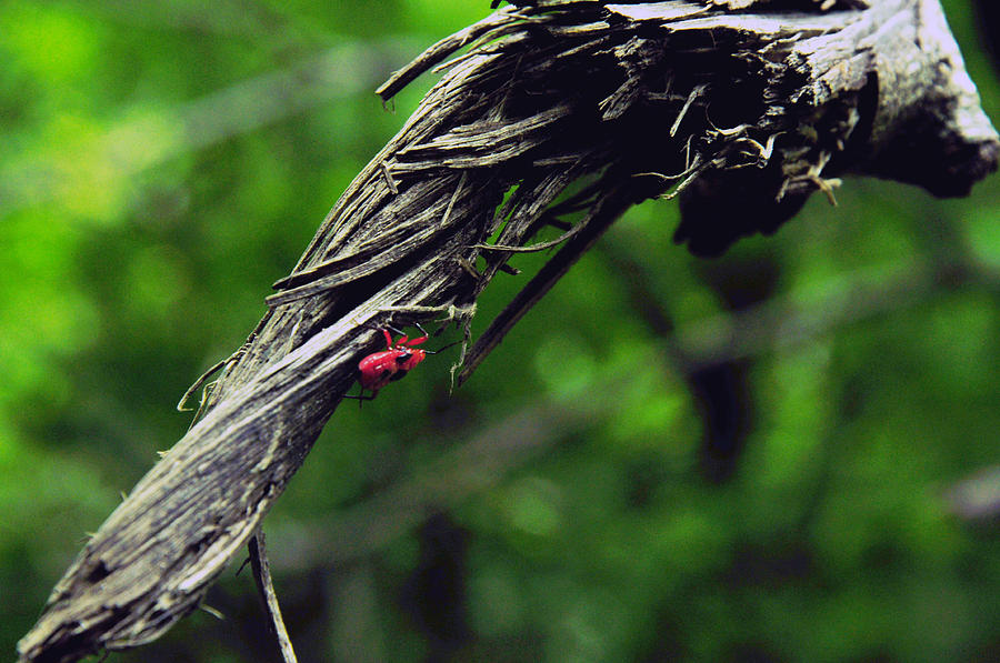 Nature Photograph - Red and Black Bug on Wood by Venkatesh B