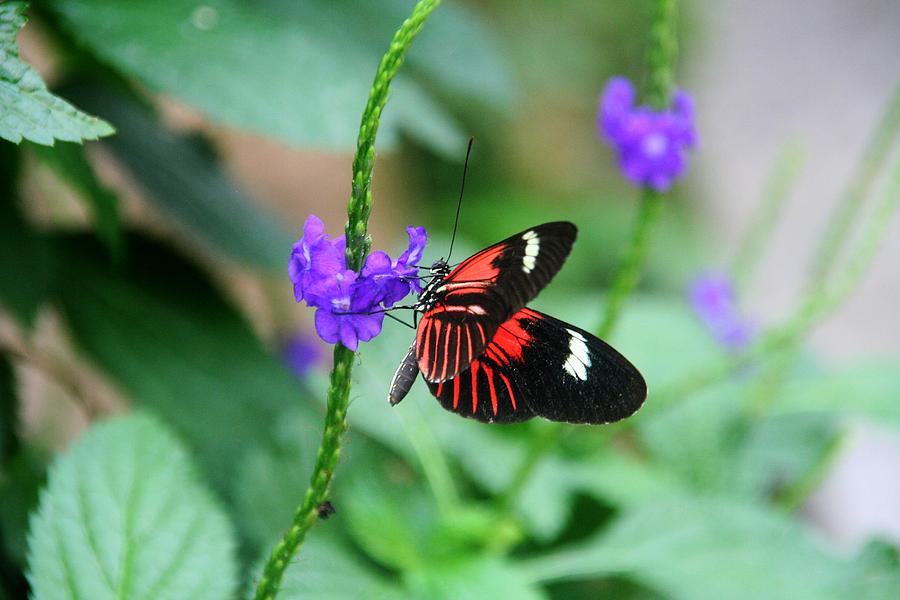 Butterfly Photograph - Red and Black Butterfly by Michael Allen