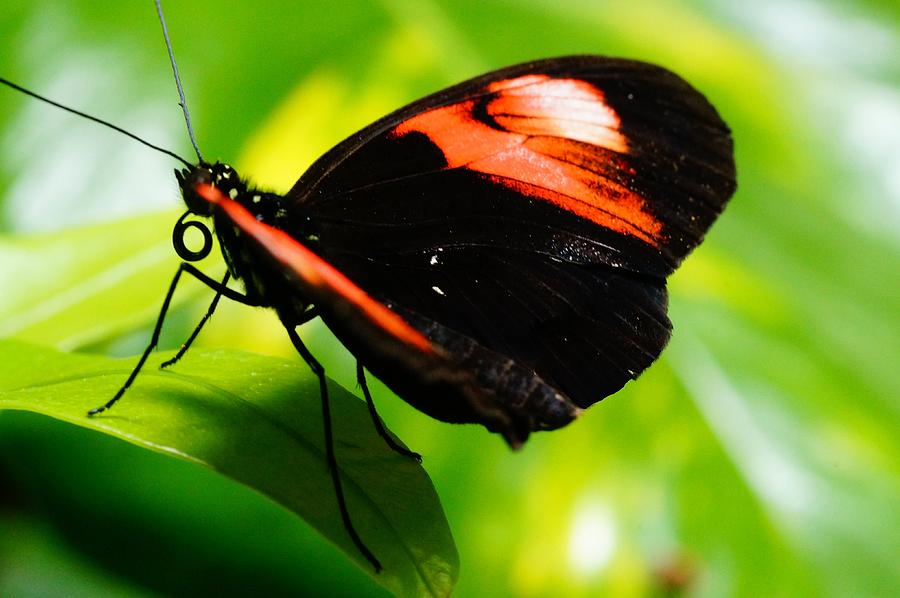 Red and Black Butterfly on Leaf Photograph by Mike Murdock