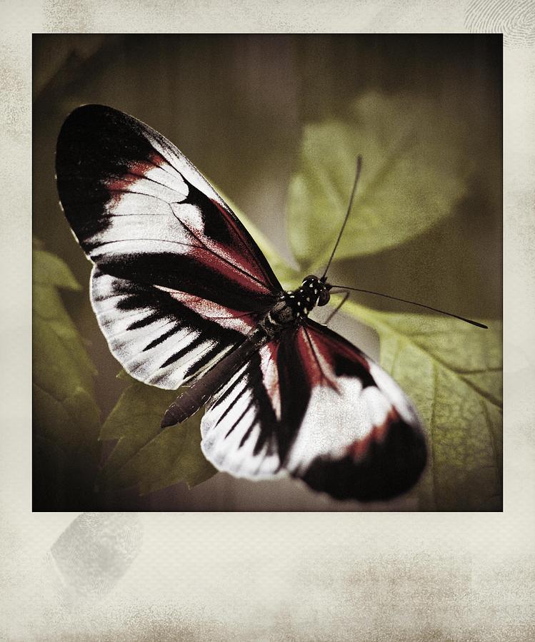 Red And Black Butterfly Polaroid Photograph by Bradley R Youngberg