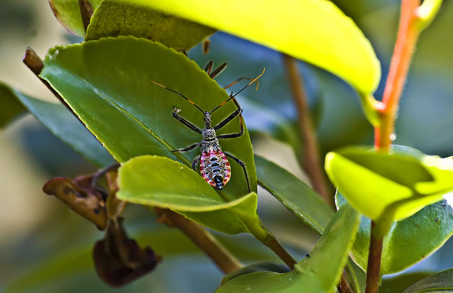 Red and Black Insect on Leaf Photograph by Michael Whitaker