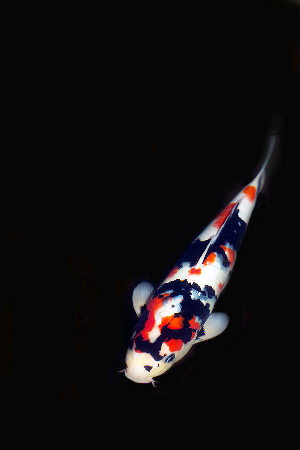 Red and Black Koi 2 Photograph by Rebecca Cozart