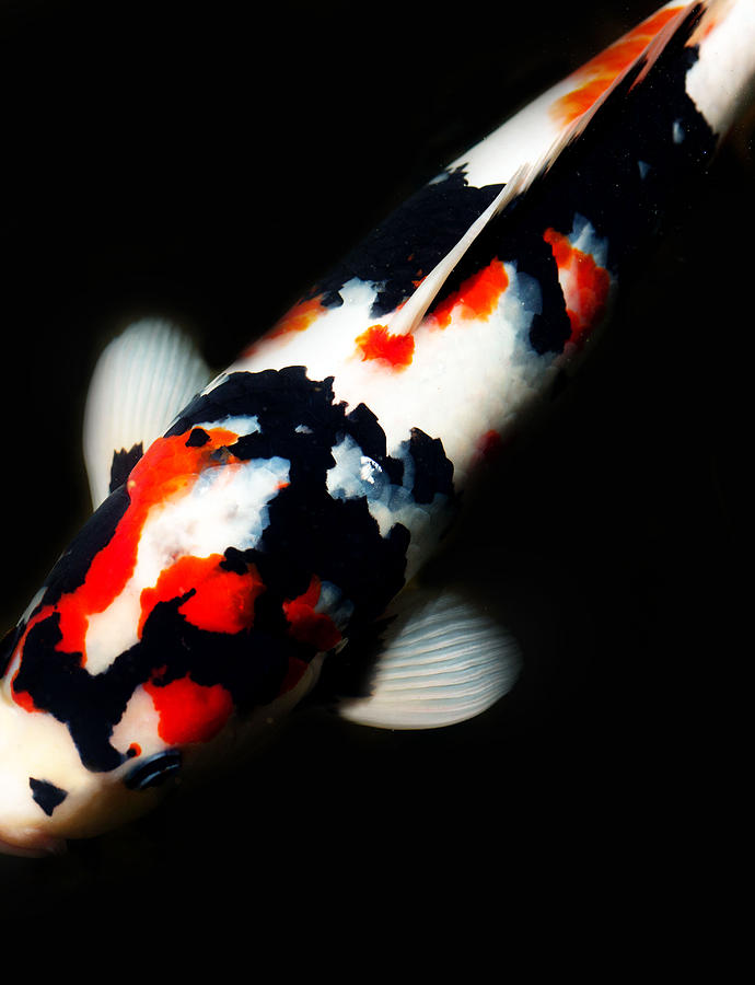 Koi Photograph - Red and Black Kois by Rebecca Cozart