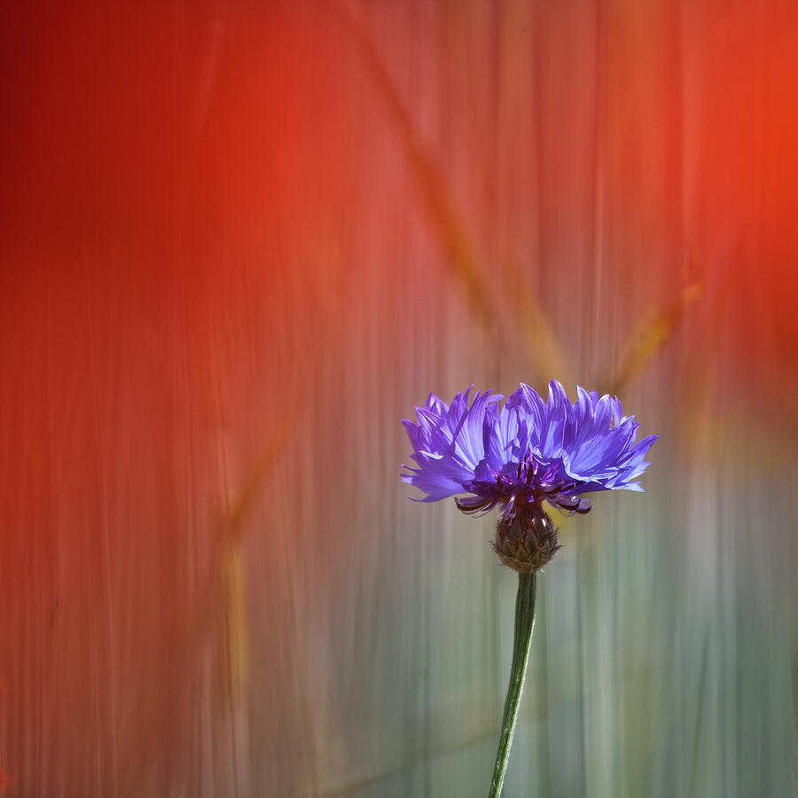 Red and Blue Photograph by Heiko Koehrer-Wagner