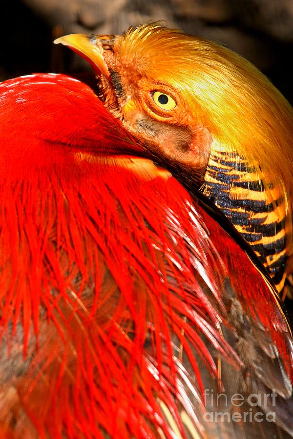 Red And Golden Pheasant Photograph by Adam Jewell