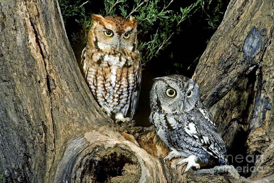 Red And Gray Screech Owls Photograph by G Ronald Austing