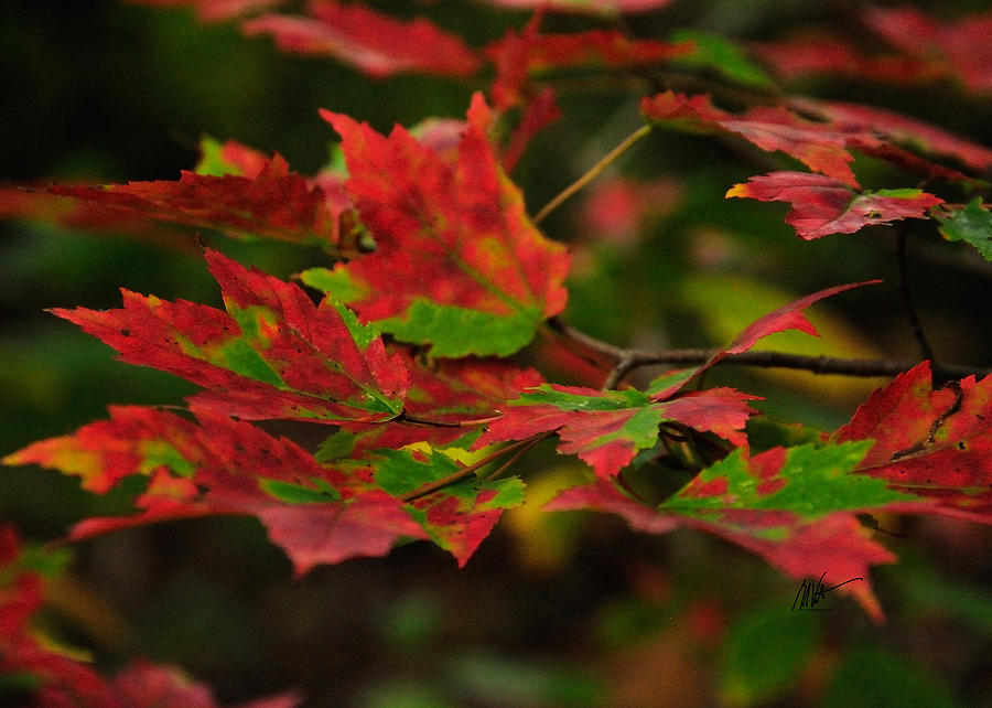 Red and Green Autumn Leaves Photograph by Mark Valentine