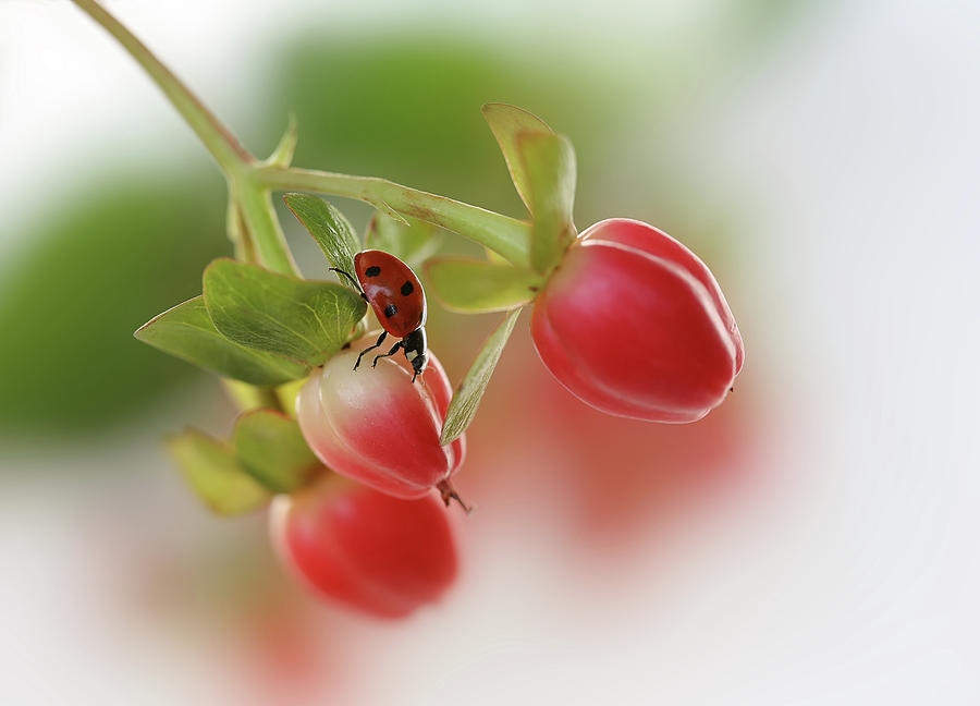 Flower Photograph - Red And Green by Ellen Van Deelen