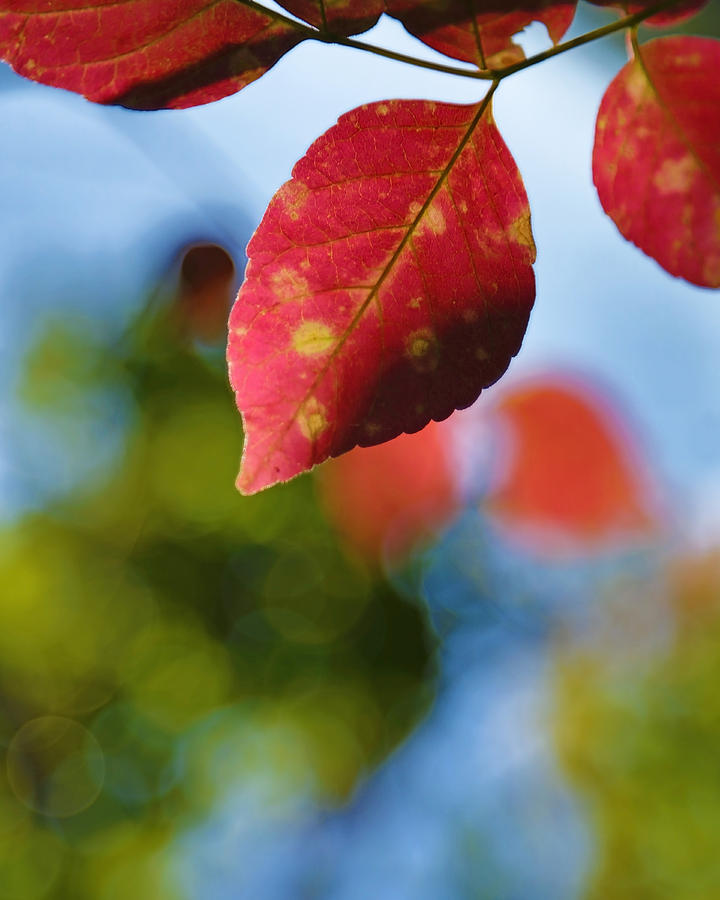 Red and Green Fall Leaves Photograph by Brooke T Ryan