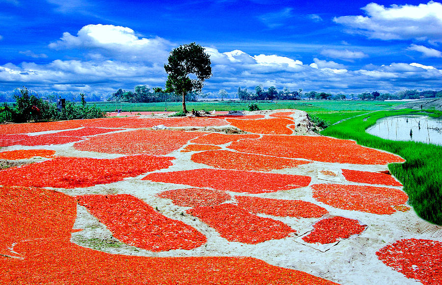 Red and green landscape, Bangladesh Photograph by By shibu bhattacharjee