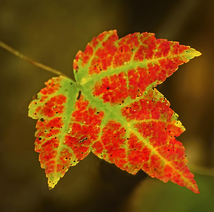 Red and Green Leaf Photograph by Robert Mitchell