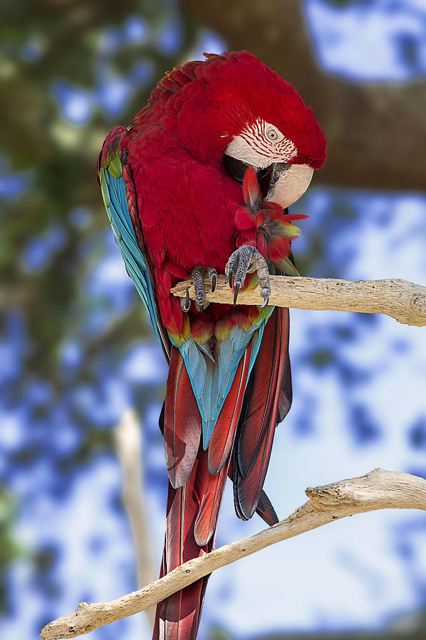 Red and Green Macaw Photograph by Bill and Linda Tiepelman