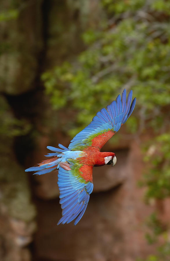 Red And Green Macaw Flying  Brazil Photograph by Pete Oxford