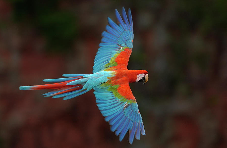 Red And Green Macaw Flying Photograph by Pete Oxford