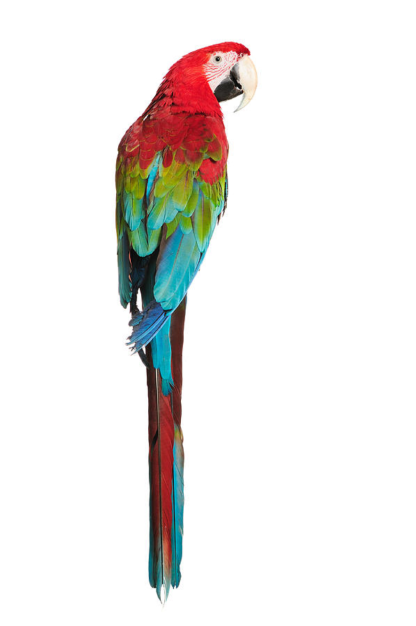Red-and-green Macaw Photograph by Kaphoto