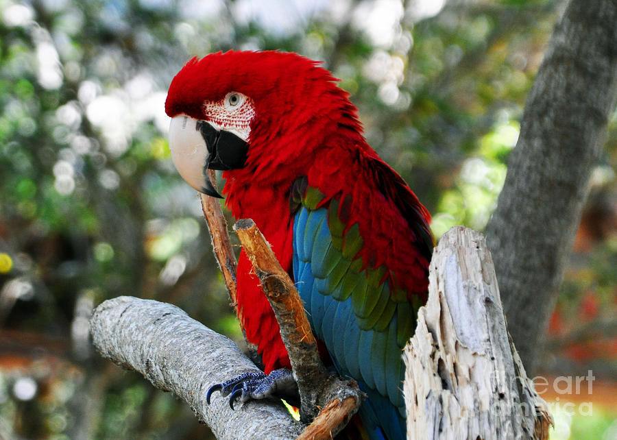 Red and Green Macaw Photograph by Lydia Holly