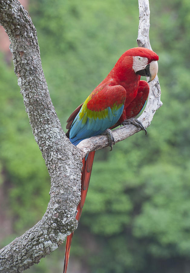 Red And Green Macaw Pantanal Brazil Photograph by Kevin Schafer