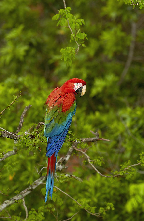 Red And Green Macaw Perching Brazil Photograph by Pete Oxford