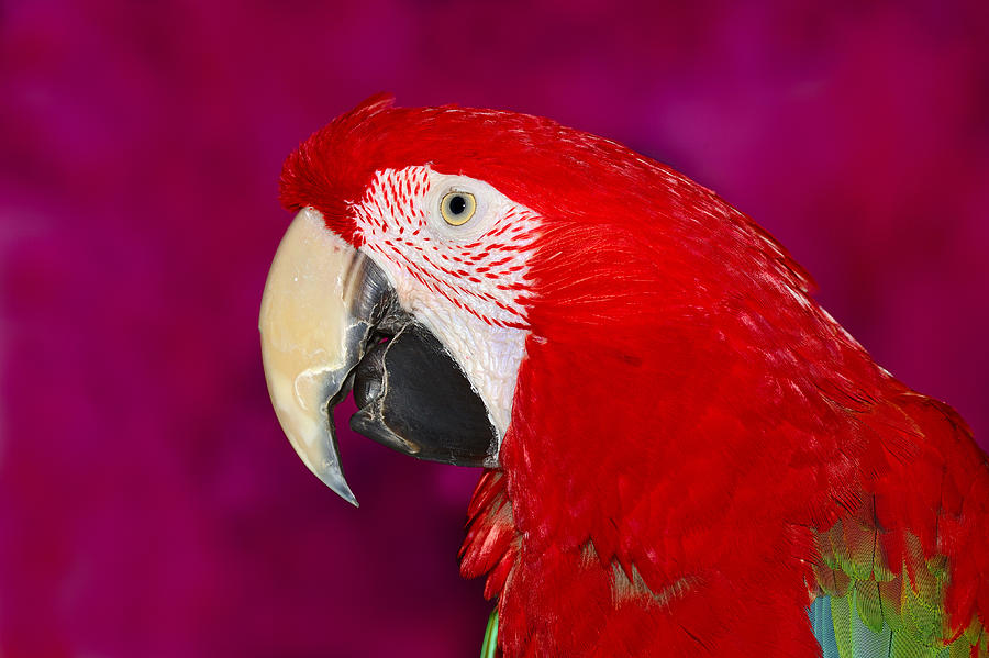 Macaw Photograph - Red and Green Macaw by Tony Beck