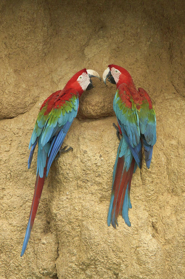 Red And Green Macaws At Clay Lick Manu Photograph by Glenn Bartley