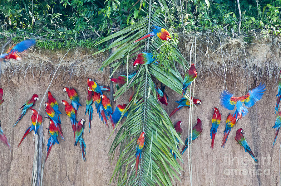Red-and-green Macaws At Clay Lick Photograph by William H. Mullins