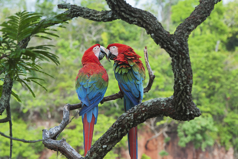 Red And Green Macaws Courting Brazil Photograph by Kevin Schafer