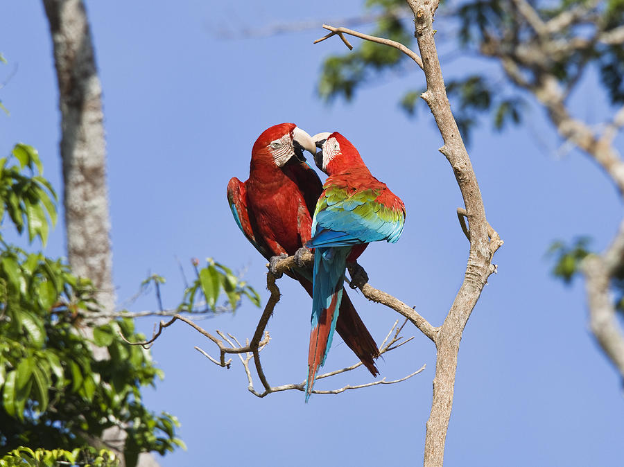 Red And Green Macaws Courting Tambopata Photograph by Konrad Wothe
