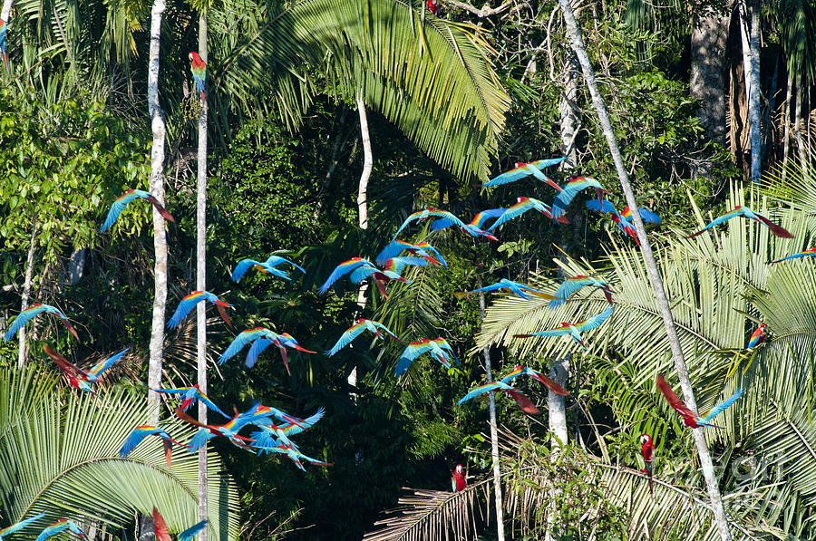 Red-and-green Macaws In Flight Photograph by William H. Mullins