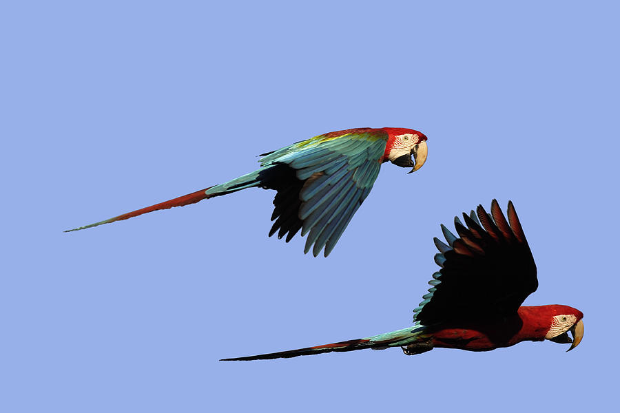 Red And Green Macaws Photograph by M. Watson
