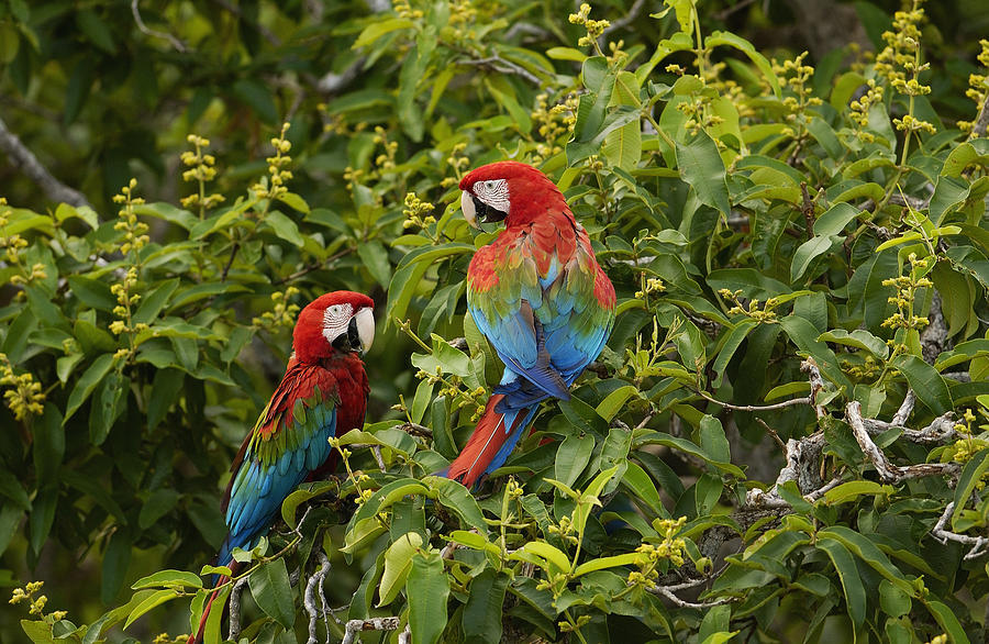 Red And Green Macaws Pair Brazil Photograph by Pete Oxford