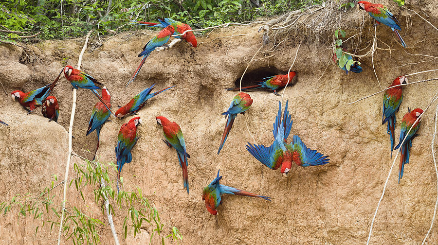 Red And Green Macaws Tambopata Peru Photograph by Konrad Wothe