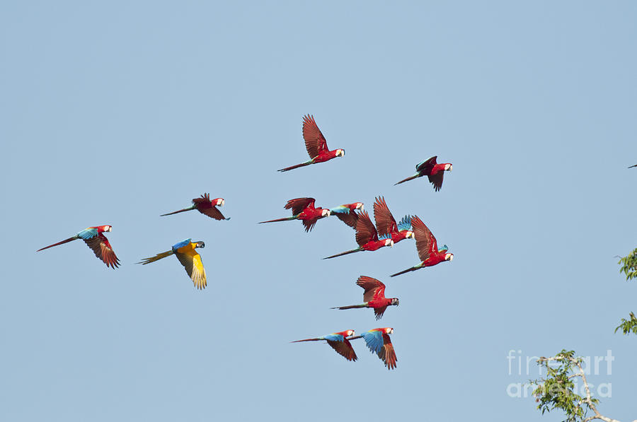 Red-and-green Macaws Photograph by William H. Mullins