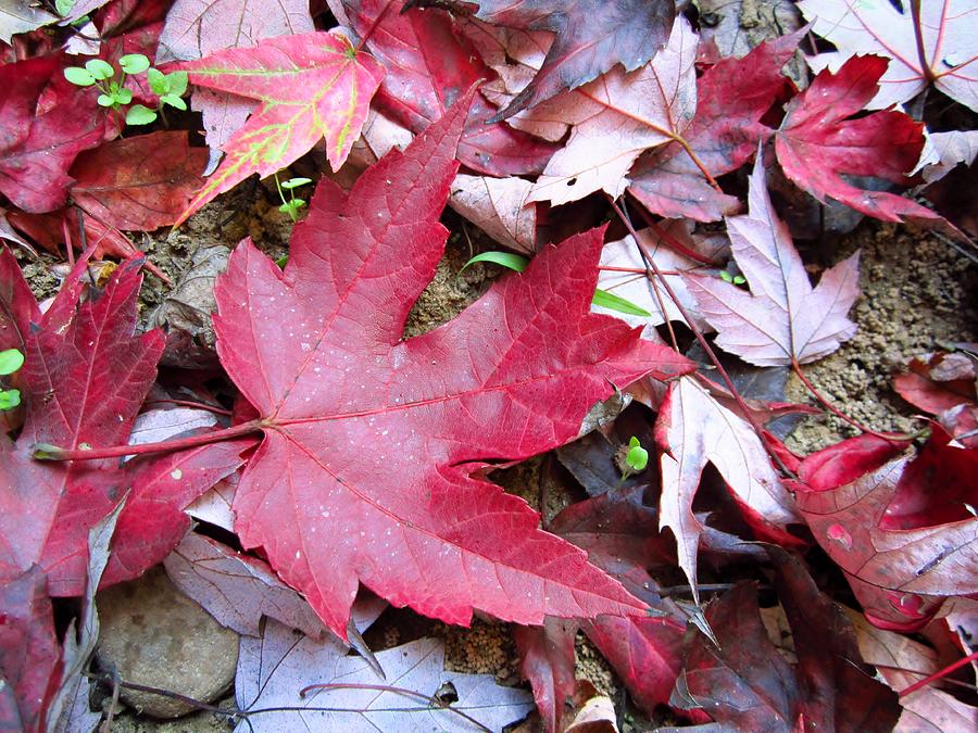 Red and Green of Fall Photograph by Cynthia  Clark