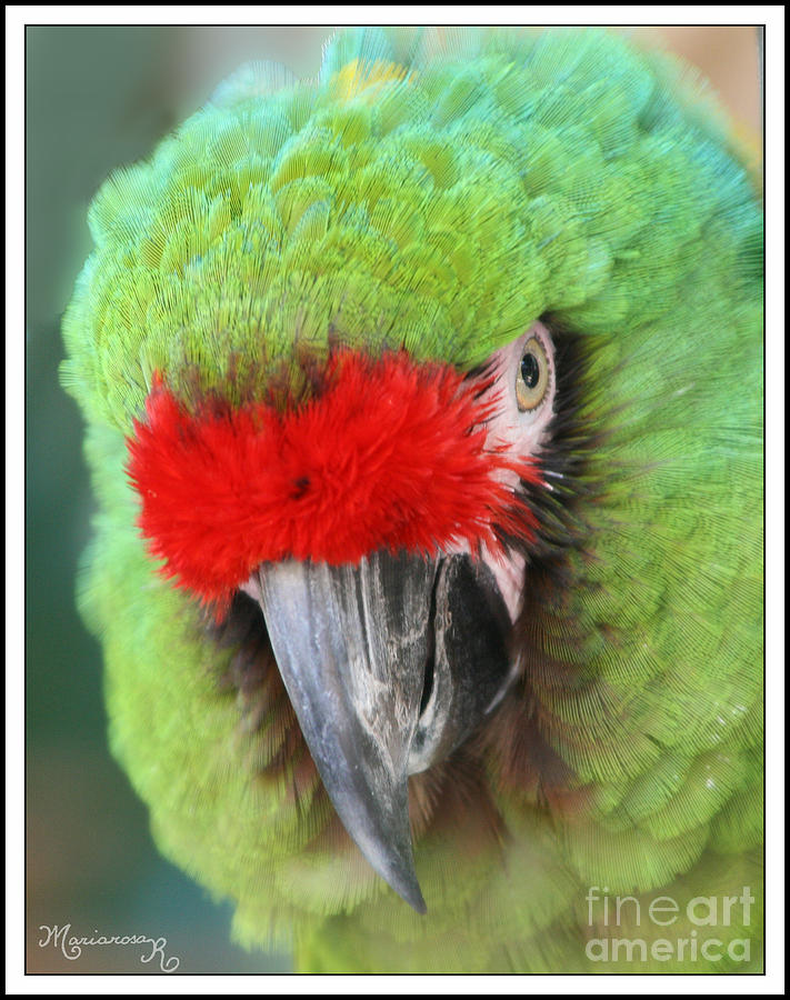 Red and Green Parrot Photograph by Mariarosa Rockefeller