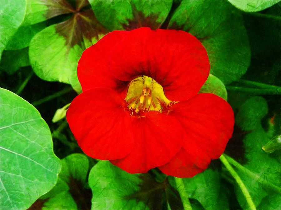 Red and green with a touch of yellow Photograph by Steve Taylor
