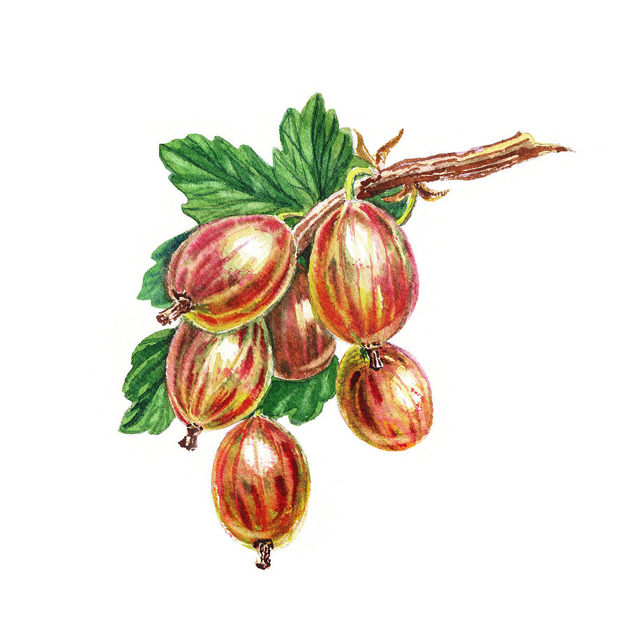 Red And Happy Gooseberries Painting