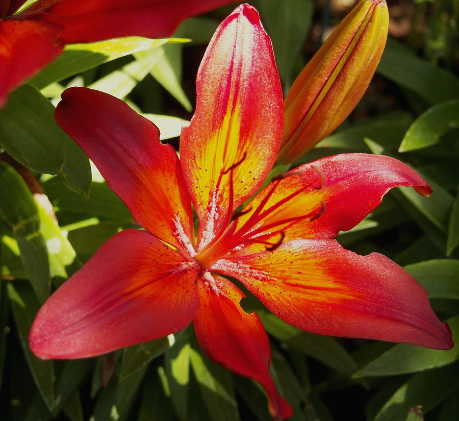 Red and Orange Lilly in the Garden Photograph by Amy McDaniel