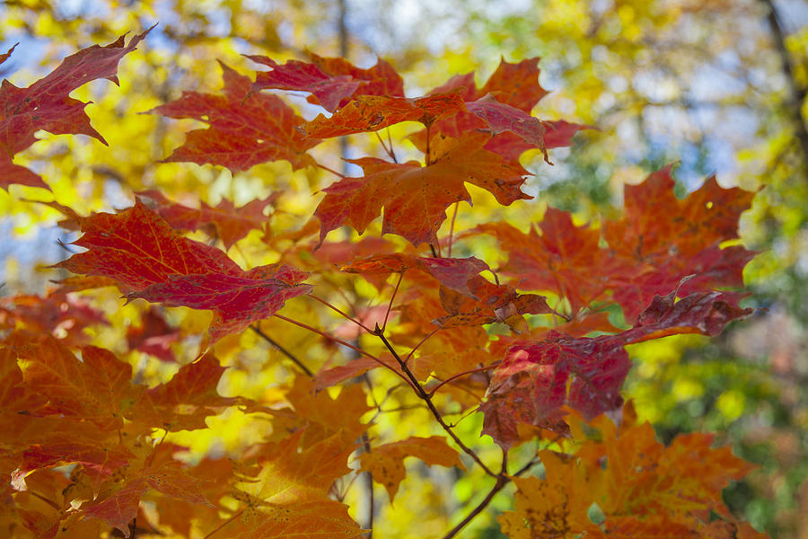 Red and Orange Maple Leaves Photograph by Krzysztof Hanusiak - Fine Art ...