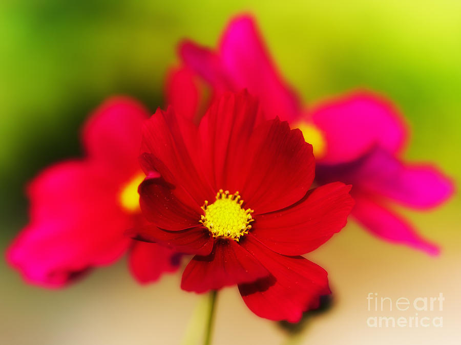 Red And Pink Aster Flowers Photograph