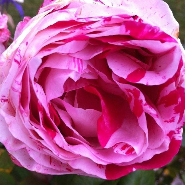 Flowers Photograph - Red And Pink Rose by Portraits By NC Flowers Photograph - Red And Pink Rose by Portraits By NC
