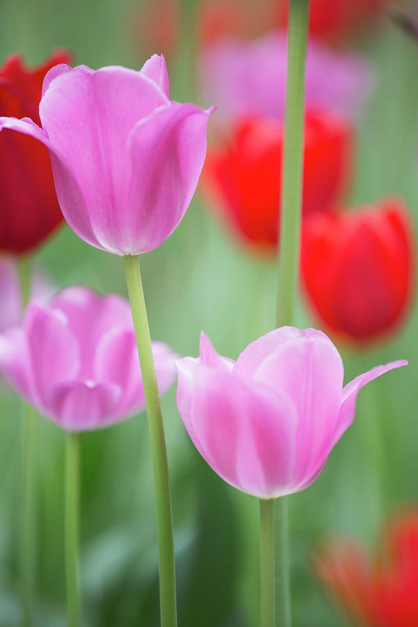 Flowers Still Life Photograph - Red And Pink Tulips, Cantigny Park by Richard and Susan Day