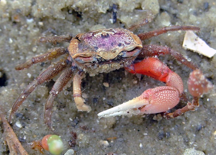 Red and Purple Fiddler Crab Photograph by Charlotte Slayton - Fine Art ...